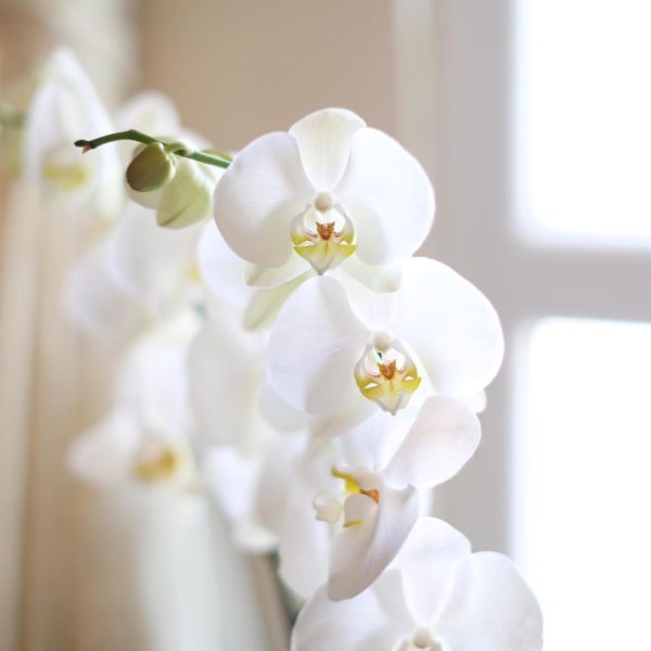 Fresh White Orchids