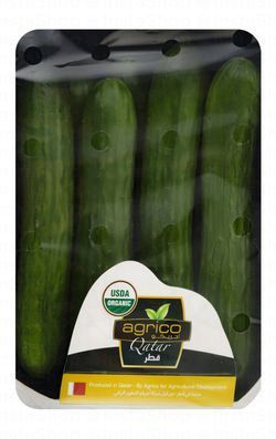 Agrico Qatar Cucumber