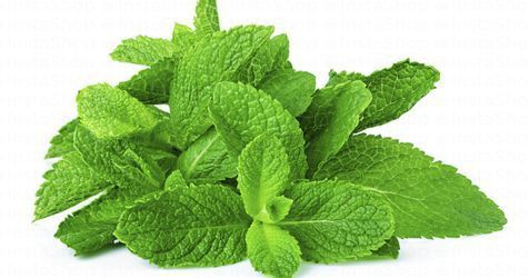 Fresh Mint Leaves