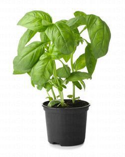 Vegobel Fresh Basil Pot