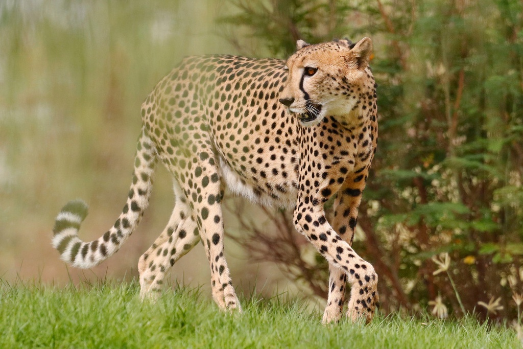 The best entertainment offers in Al Ain Zoo