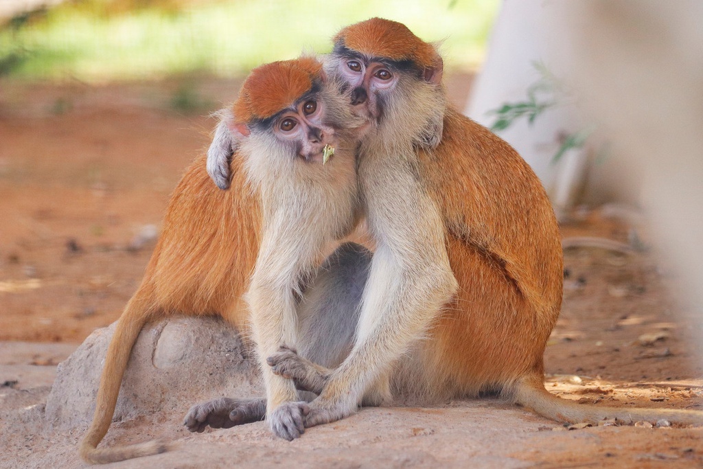 The best entertainment offers in Al Ain Zoo