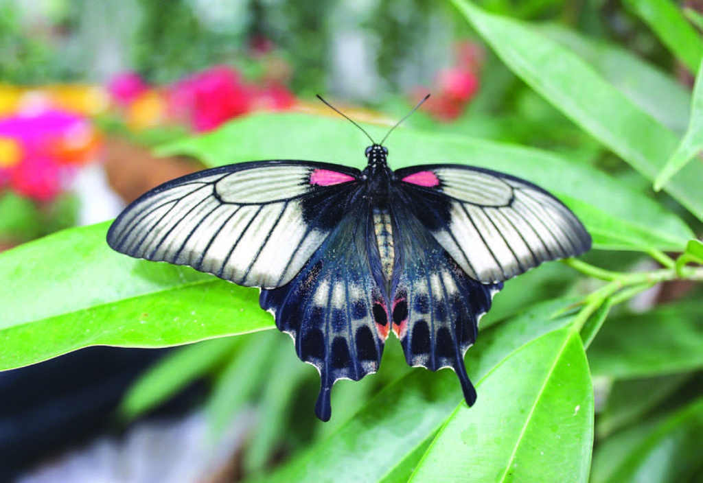 The best entertainment offers in Butterfly Garden