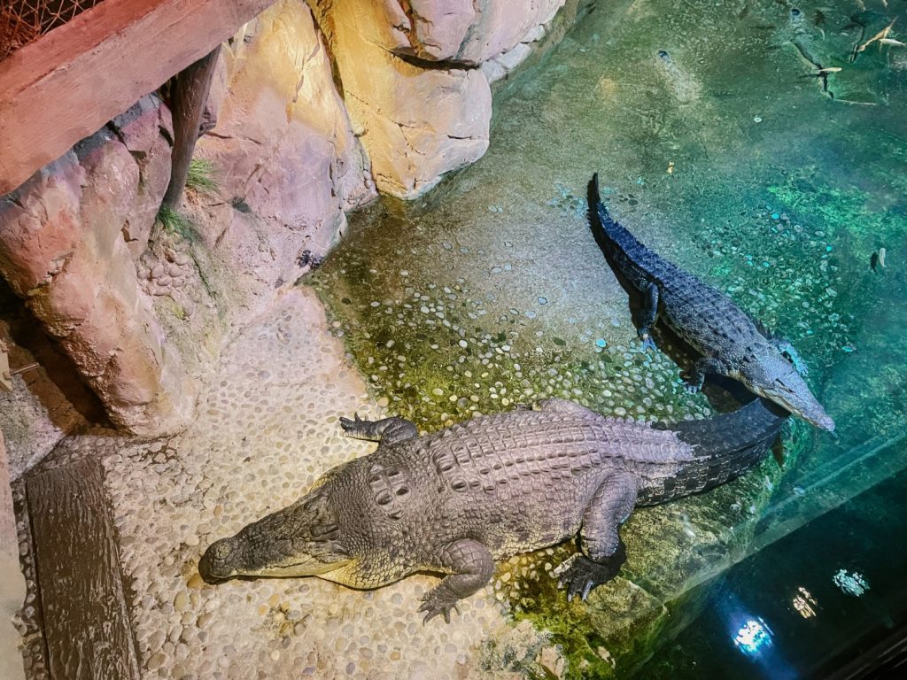 The best entertainment offers in Dubai Aquarium &amp; Underwater Zoo