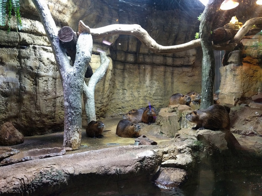 The best entertainment offers in Dubai Aquarium &amp; Underwater Zoo