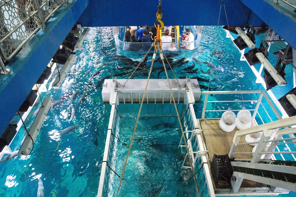 The best entertainment offers in Dubai Aquarium &amp; Underwater Zoo