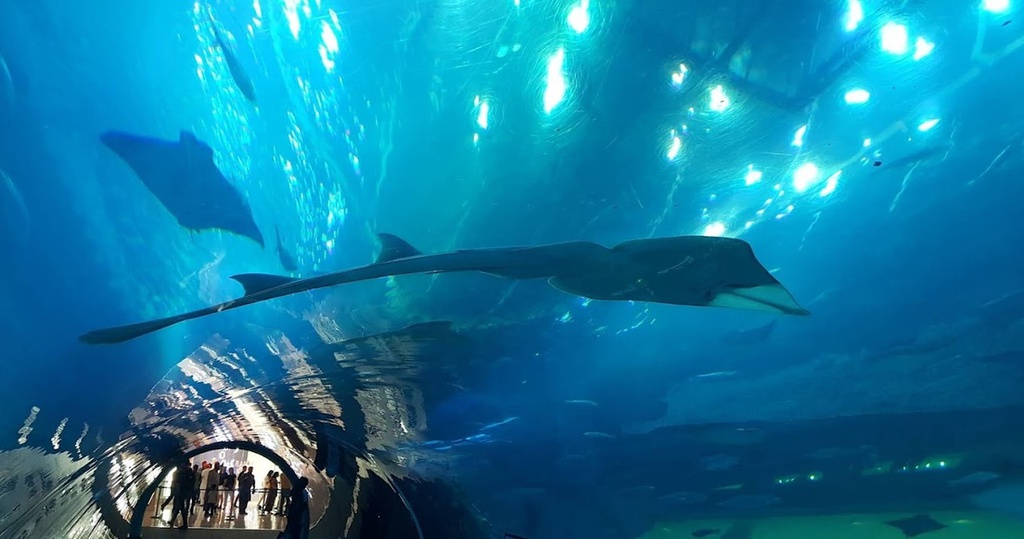 The best entertainment offers in Dubai Aquarium &amp; Underwater Zoo