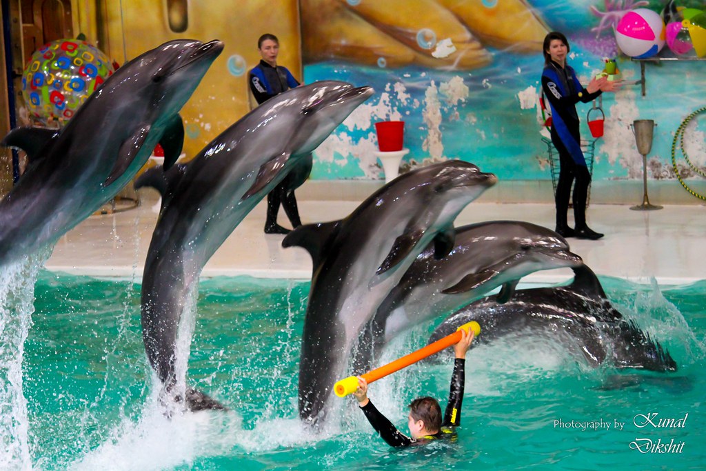 The best entertainment offers in Dubai Dolphinarium