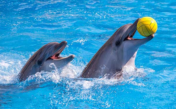 The best entertainment offers in Dubai Dolphinarium