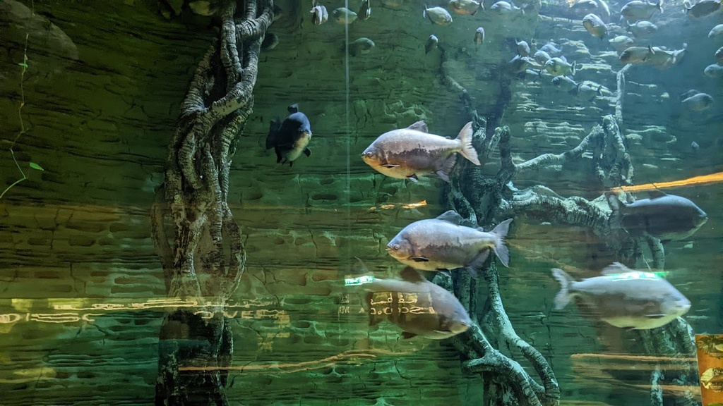 The best entertainment offers in The Green Planet