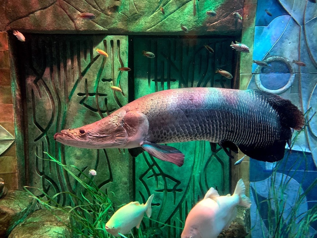 The best entertainment offers in The Lost Chambers Aquarium