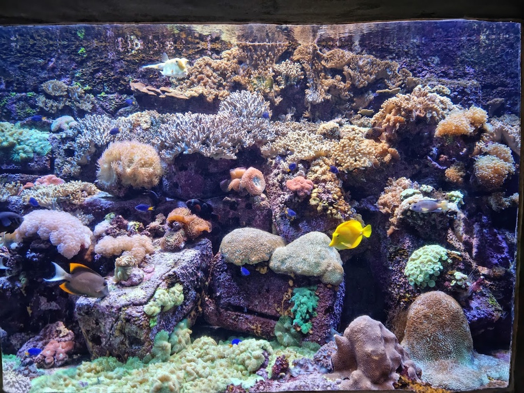 The best entertainment offers in The Lost Chambers Aquarium