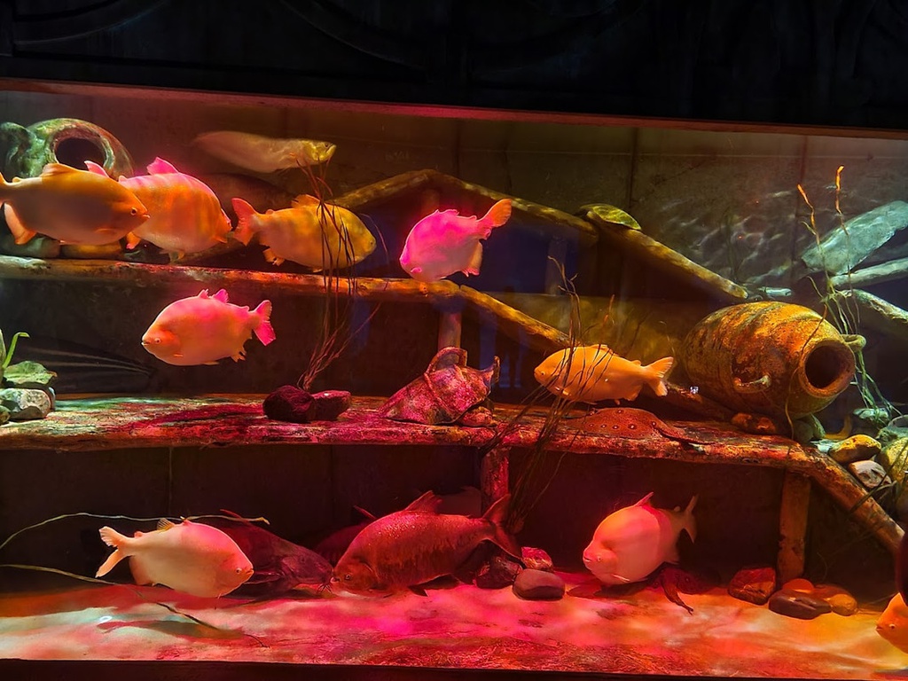 The best entertainment offers in The Lost Chambers Aquarium