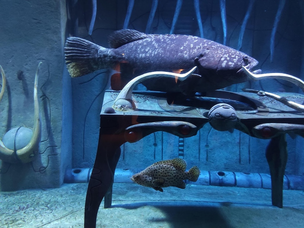 The best entertainment offers in The Lost Chambers Aquarium